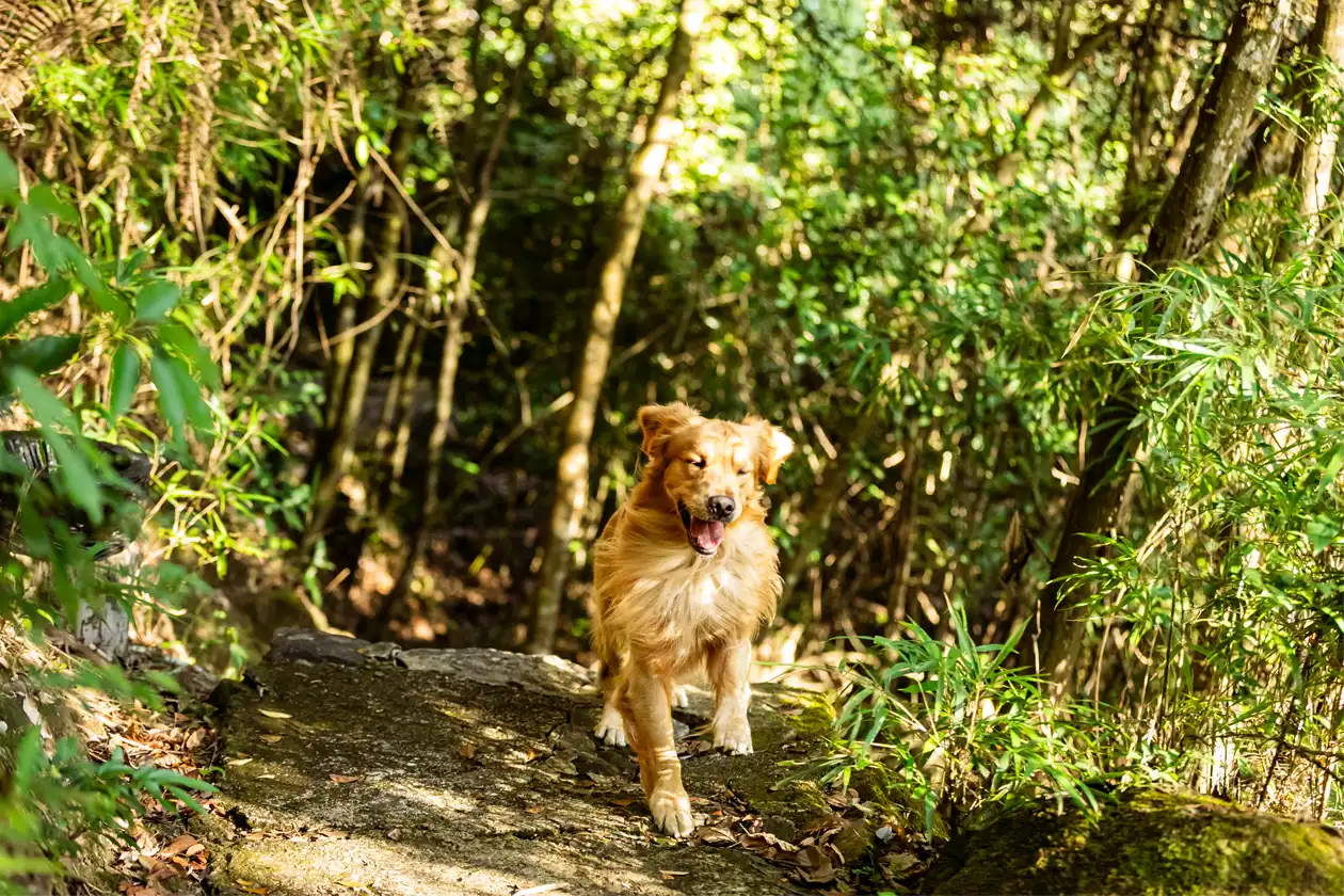 Golden retriever joyfully exploring the forest trail, basking in the sunlight and enjoying the beauty of nature on a sunny day.