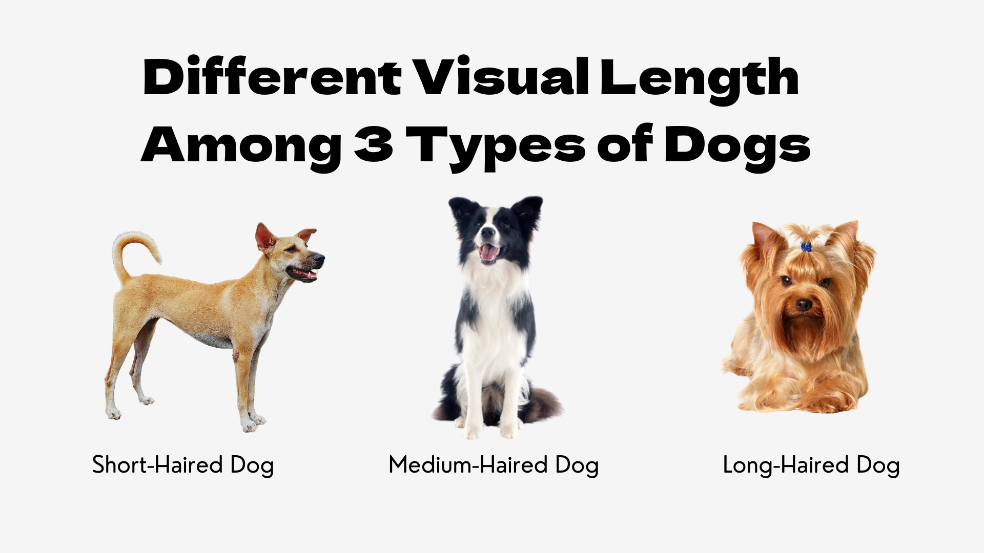 A visual guide titled "Different Visual Length Among 3 Types of Dogs." The infographic displays three dogs side-by-side to illustrate varying coat lengths. On the left, a tan-colored dog with sleek, close-cropped fur stands, labeled "Short-Haired Dog." In the center, a black and white Border Collie sits, showcasing its fuller, feathered coat, labeled "Medium-Haired Dog." On the right, a groomed Yorkshire Terrier with floor-length hair lies down, labeled "Long-Haired Dog."