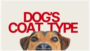 A striking graphic for a blog post about dog coat types. The image features a clean, off-white background with large, bold, red sans-serif text that reads "DOG'S COAT TYPE". Peeking up from the bottom edge of the frame is an adorable close-up of a dog's face. The dog has short, smooth brown and black fur, characteristic of a smooth-coated breed. Its large, soulful brown eyes look directly at the viewer, and its black nose is centered. A white banner overlaid on the dog's nose contains the attribution "By LudiPets.com".
