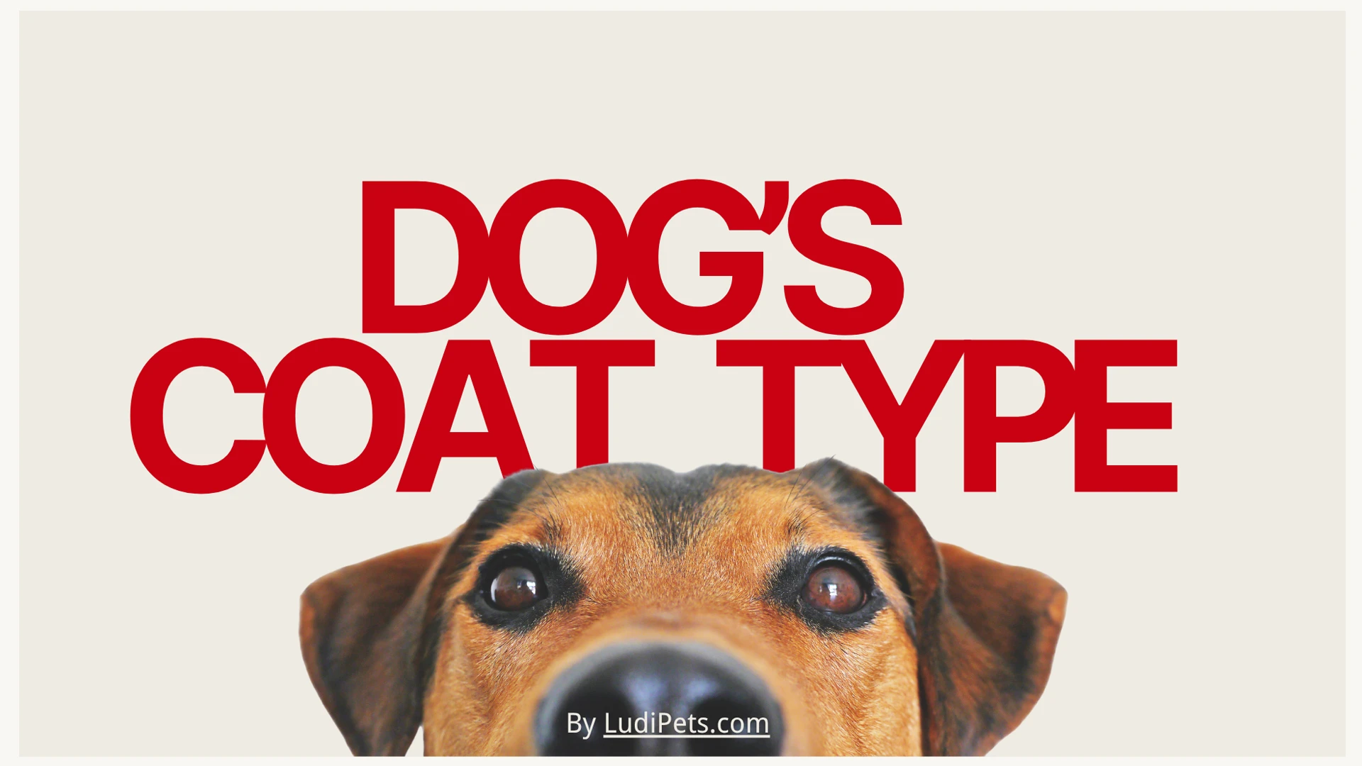 A striking graphic for a blog post about dog coat types. The image features a clean, off-white background with large, bold, red sans-serif text that reads "DOG'S COAT TYPE". Peeking up from the bottom edge of the frame is an adorable close-up of a dog's face. The dog has short, smooth brown and black fur, characteristic of a smooth-coated breed. Its large, soulful brown eyes look directly at the viewer, and its black nose is centered. A white banner overlaid on the dog's nose contains the attribution "By LudiPets.com".