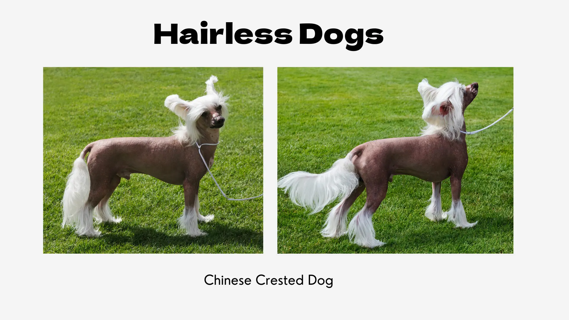 A graphic titled "Hairless Dogs." It features two photographs of a Chinese Crested Dog, a classic hairless breed, standing on a vibrant green lawn. The dog's body is mostly hairless with pink and grey spotted skin. It has distinctive long, white, silky hair on its head (crest), lower legs (socks), and tail (plume). The photo on the left shows the dog in profile, while the one on the right shows it from a three-quarter view. Below the images, the breed is identified as "Chinese Crested Dog."
