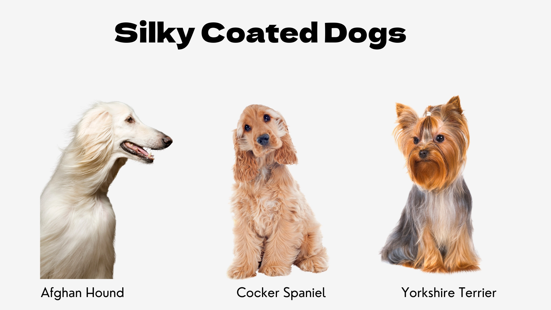 An infographic titled "Silky Coated Dogs." Below the title, three distinct dog breeds are displayed side-by-side to illustrate this luxurious coat type. On the left, an elegant white Afghan Hound is shown in profile, highlighting its famously long, fine, and flowing hair. In the center, a buff-colored Cocker Spaniel sits, looking at the viewer with its characteristically long, feathery ears and soft coat. On the right is a Yorkshire Terrier, showcasing its classic long, straight, and glossy blue and tan coat. Each dog's breed name is labeled underneath it.