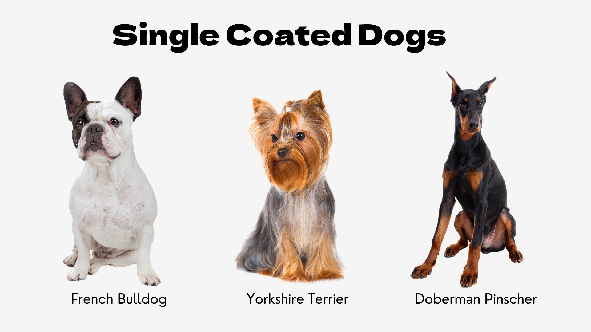 An educational graphic titled "Single Coated Dogs" in bold, black text. It features three different dog breeds that all share the trait of having a single layer of fur without an undercoat. Displayed against a white background from left to right are: a white and black-patched French Bulldog sitting attentively; a Yorkshire Terrier with its classic long, silky blue and tan coat; and a sleek black and rust-colored Doberman Pinscher in a seated pose. The variety showcases that single coats can be either short or long. Each dog's breed name is labeled below.