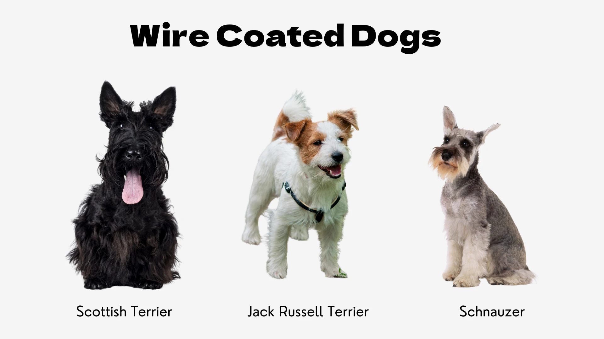 An informational graphic titled "Wire Coated Dogs" in bold, black text. Below the title, three dog breeds are displayed side-by-side against a plain white background. From left to right, they are: a black Scottish Terrier sitting with its tongue out; a predominantly white wire-haired Jack Russell Terrier with brown patches on its face, standing with a happy expression; and a salt-and-pepper Schnauzer sitting attentively. Each dog is a classic example of a wire coat texture, and their respective breed names are printed underneath each image.