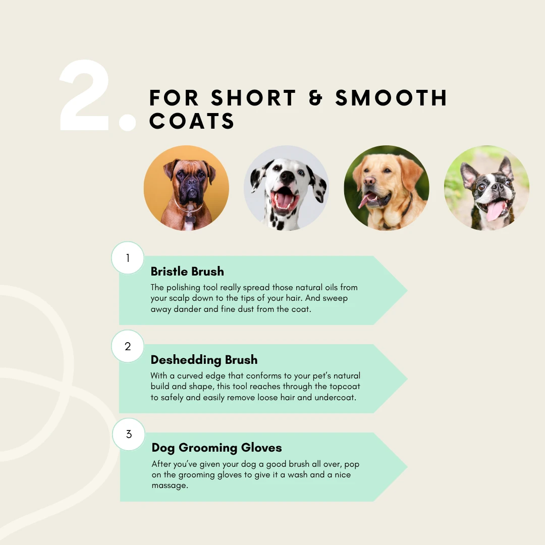This guide helps you choose the right dog grooming tool for short-coated dogs like Boxers and Labs. It highlights the bristle brush for shine, a deshedding brush for loose hair, and grooming gloves for a final wash and massage, keeping their coat healthy and clean.