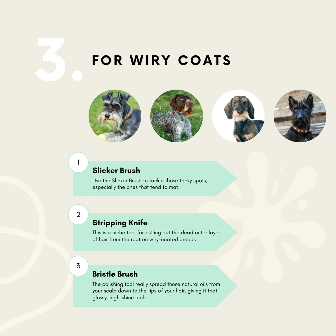 This infographic details the perfect dog grooming tool kit for wiry-coated breeds like Terriers. It features a slicker brush for tricky spots, a stripping knife for maintaining texture, and a bristle brush for a glossy finish, ensuring proper coat care and appearance.