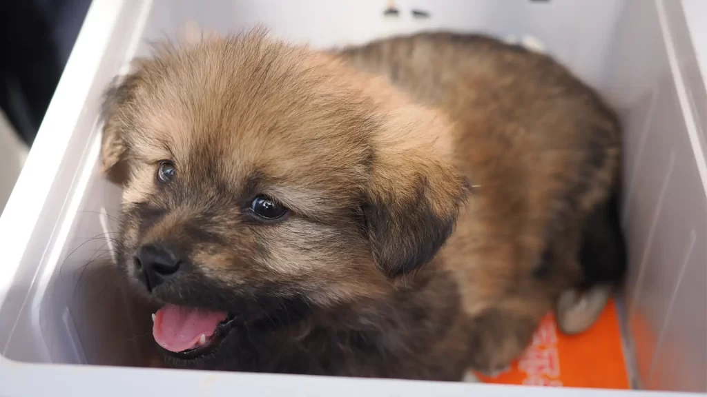 A small, fluffy, brown puppy sitting comfortably in a white container, looking up at the camera with its mouth slightly open and pink tongue visible, appearing happy and curious.