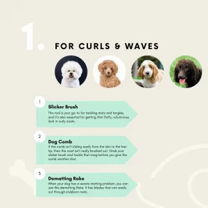 This infographic details the essential dog grooming tool selection for curly-coated dogs like Poodles. It recommends a slicker brush for tangles, a dog comb for checking your work, and a dematting comb for severe mats, ensuring a beautiful, tangle-free coat for your furry friend.