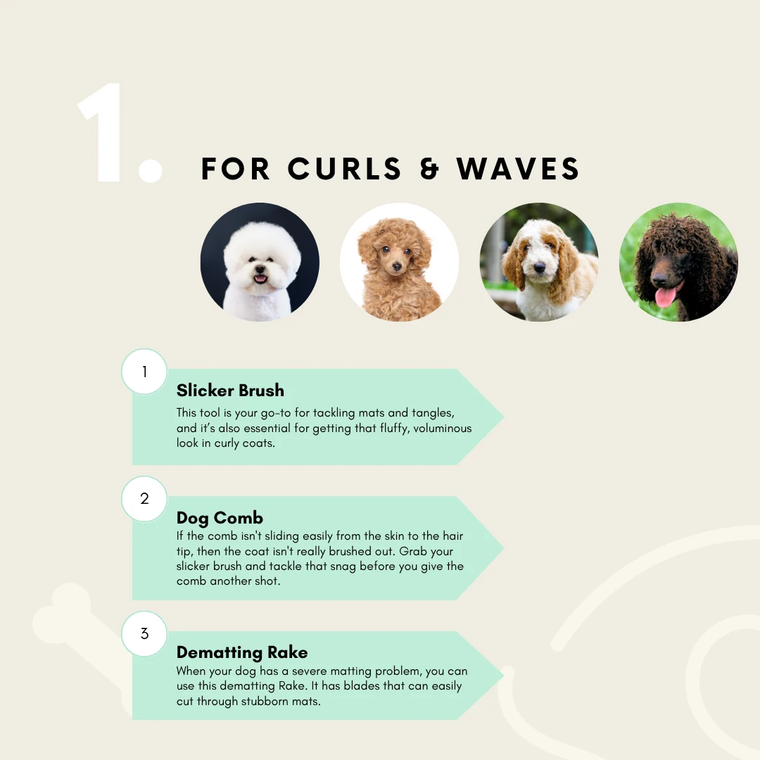 This infographic details the essential dog grooming tool selection for curly-coated dogs like Poodles. It recommends a slicker brush for tangles, a dog comb for checking your work, and a dematting comb for severe mats, ensuring a beautiful, tangle-free coat for your furry friend.
