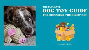 A marketing banner for LudiPets' "Ultimate Dog Toy Guide" on a teal background. The left side shows a photo of a brown merle dog with one blue and one brown eye, lovingly guarding its corduroy pig toy. The right side has text and a cartoon box full of toys.
