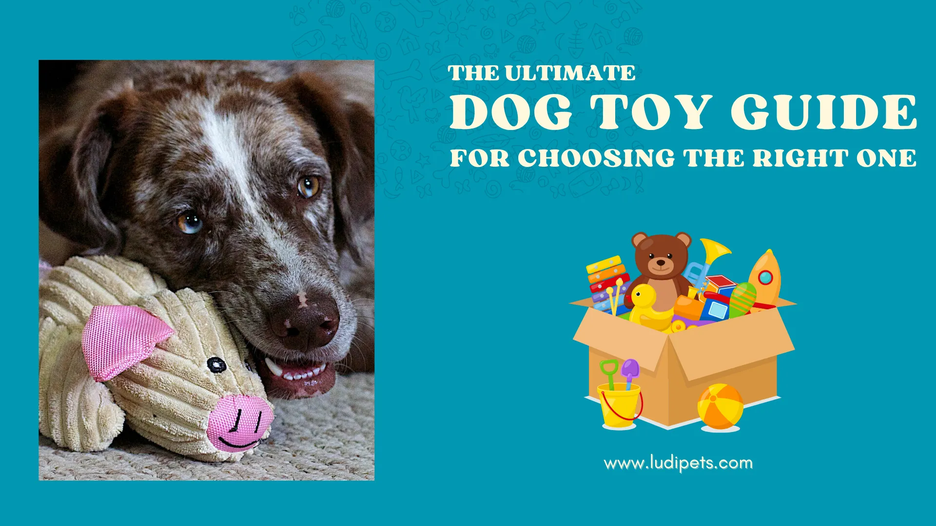 A marketing banner for LudiPets' "Ultimate Dog Toy Guide" on a teal background. The left side shows a photo of a brown merle dog with one blue and one brown eye, lovingly guarding its corduroy pig toy. The right side has text and a cartoon box full of toys.